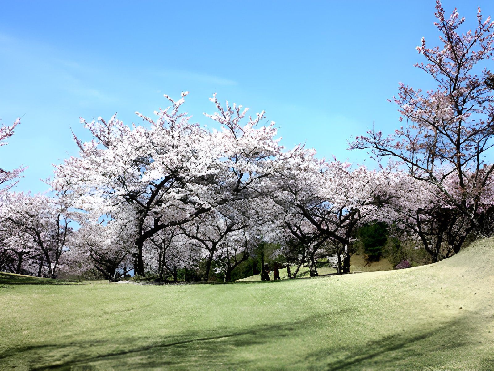 宮島志和カンツリー倶楽部